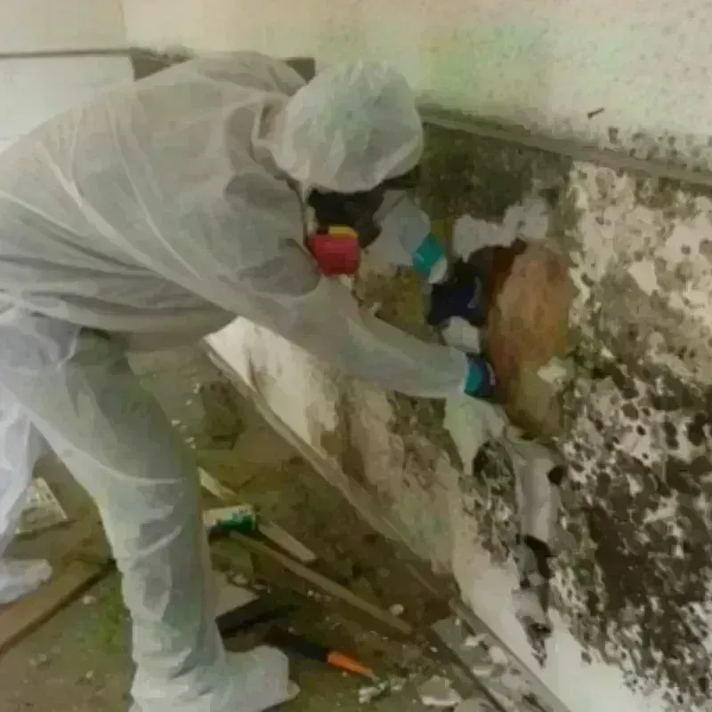 Mold Remediation and Removal in Brilliant, OH